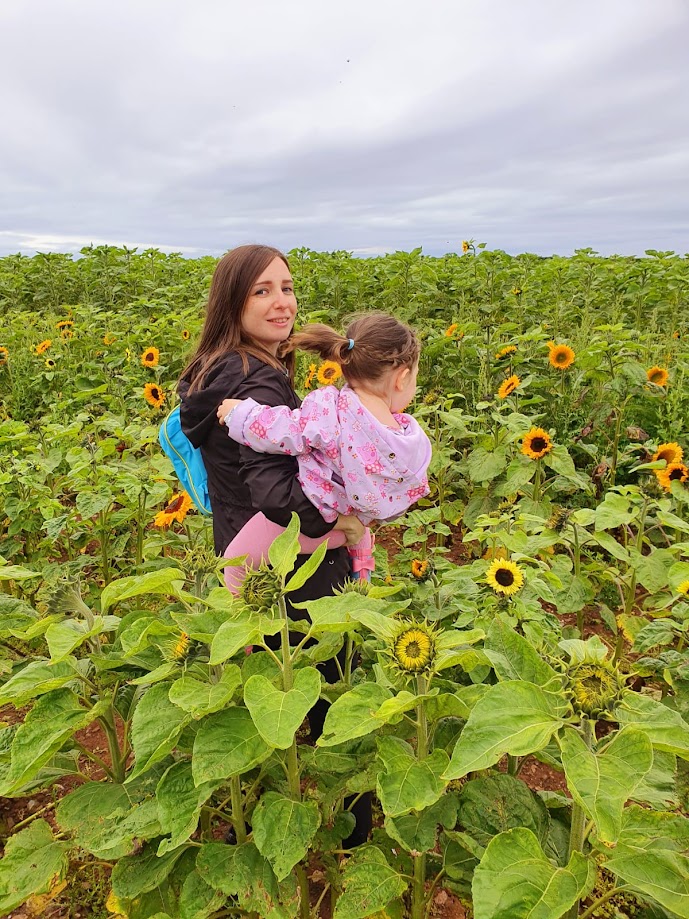 sunflowers at rhossili
